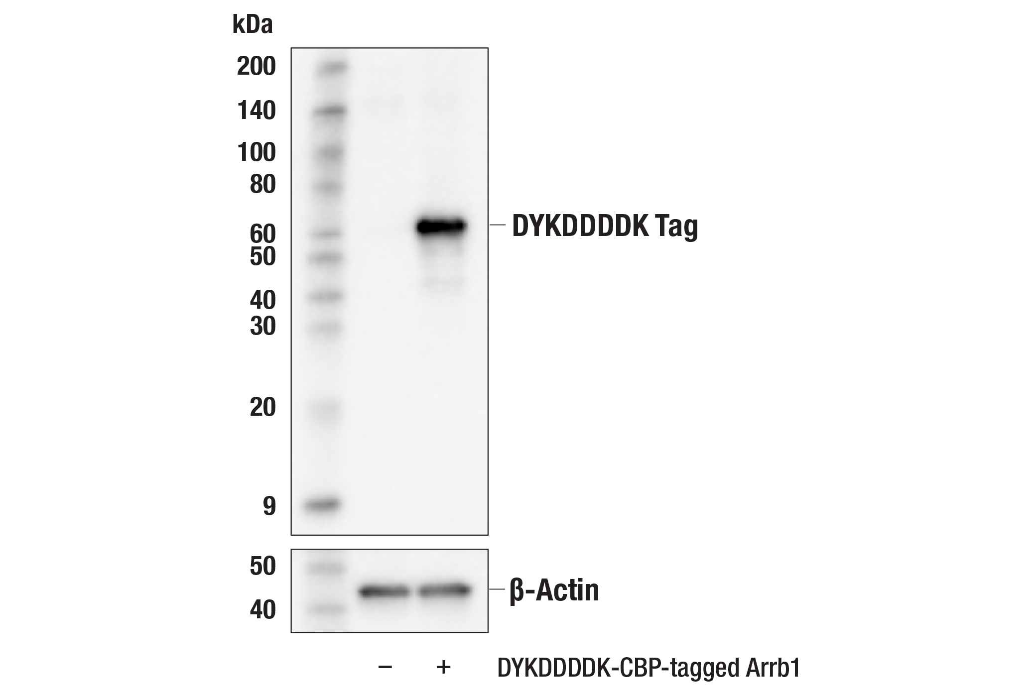 Western Blotting Image 1: DYKDDDDK Tag (9A3) Mouse mAb (Binds to same epitope as Sigma-Aldrich Anti-FLAG M2 antibody) (HRP Conjugate)
