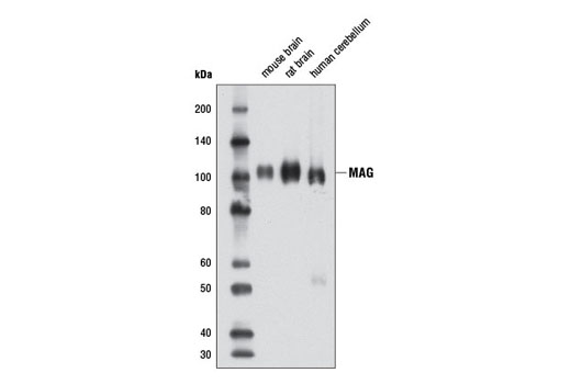  Image 7: Oligodendrocyte Marker Antibody Sampler Kit