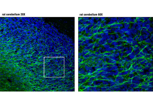 Immunofluorescence Image 1: MAG (D4G3) XP® Rabbit mAb