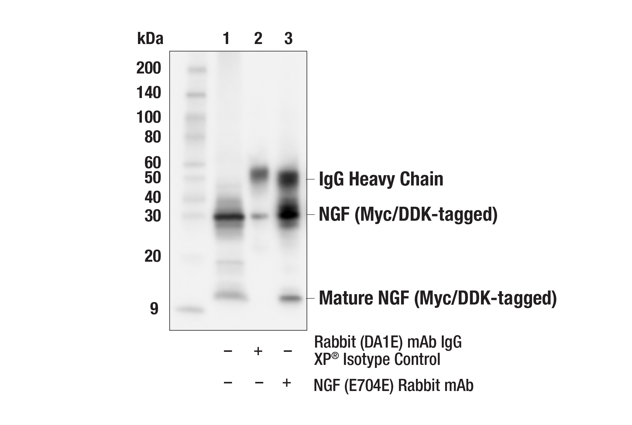 Immunoprecipitation Image 1: NGF (E7O4E) Rabbit mAb