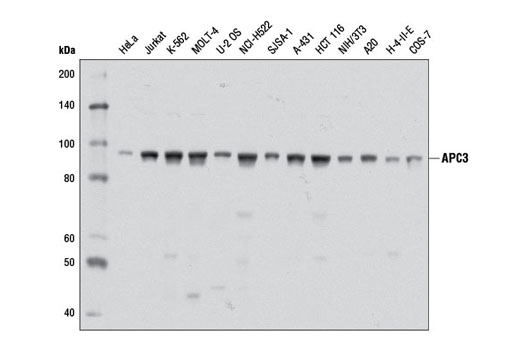 Western Blotting Image 1: APC3 Antibody