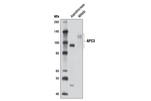 Western Blotting Image 2: APC3 Antibody