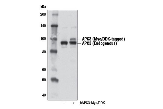 Western Blotting Image 3: APC3 Antibody