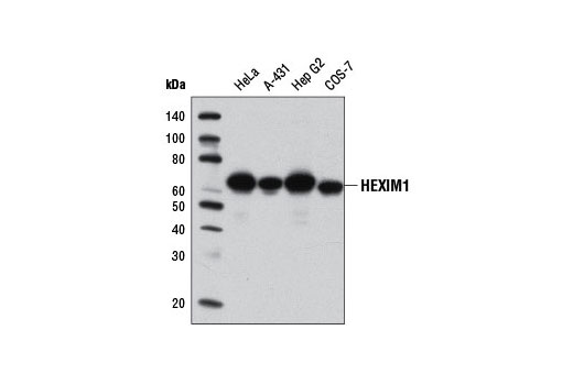 Western Blotting Image 1: HEXIM1 Antibody
