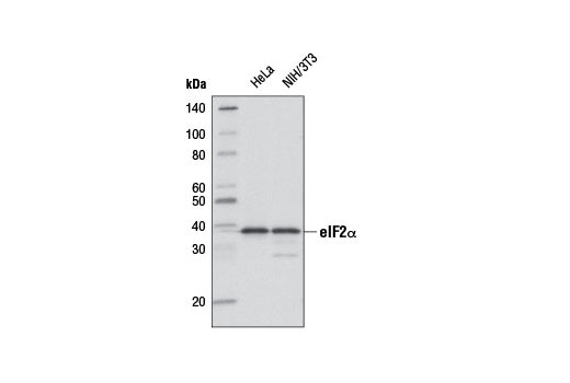 Western Blotting Image 1: eIF2α (D7D3) XP® Rabbit mAb (Biotinylated)