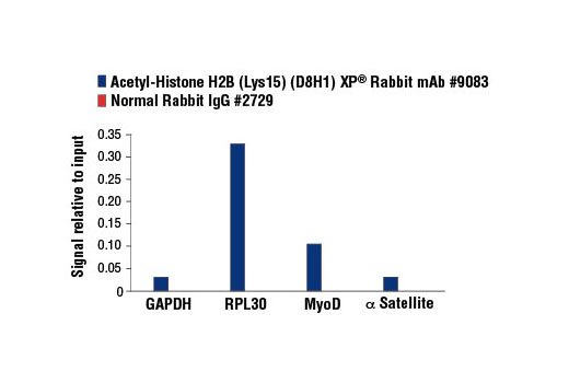 Chromatin Immunoprecipitation Image 1: Acetyl-Histone H2B (Lys15) (D8H1) XP® Rabbit mAb