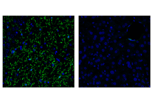 Immunofluorescence Image 1: TMEM119 (E3E1O) Rabbit mAb (BSA and Azide Free)