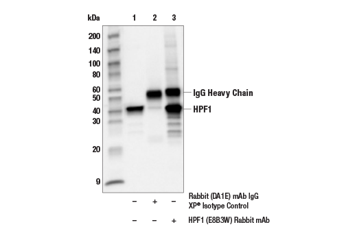 Immunoprecipitation Image 1: HPF1 (E8B3W) Rabbit mAb