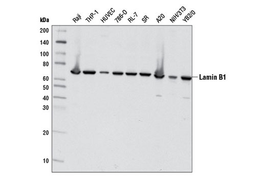 Western Blotting Image 1: Lamin B1 Antibody