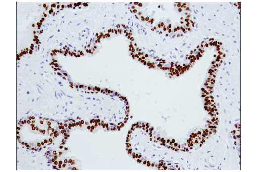 Immunohistochemistry Image 1: HOXB13 (D7N8O) Rabbit mAb (BSA and Azide Free)