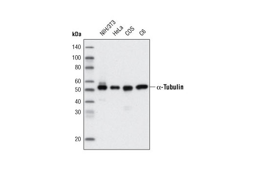 Western Blotting Image 1: α-Tubulin (11H10) Rabbit mAb (HRP Conjugate)