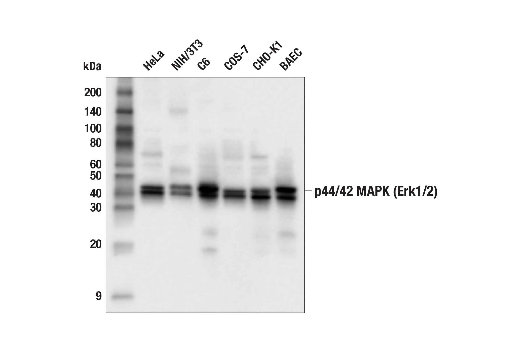 Western Blotting Image 2: p44/42 MAPK (Erk1/2) Antibody