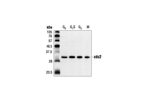  Image 5: PhosphoPlus® cdc2 (Tyr15) Antibody Kit