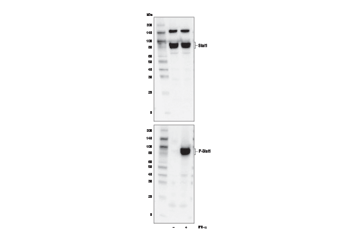 Western Blotting Image 1: Stat1/2/3/5 Control Cell Extracts