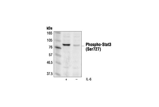Western Blotting Image 1: Phospho-Stat3 (Ser727) (6E4) Mouse mAb