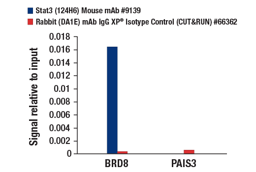 CUT and RUN Image 2: Stat3 (124H6) Mouse mAb