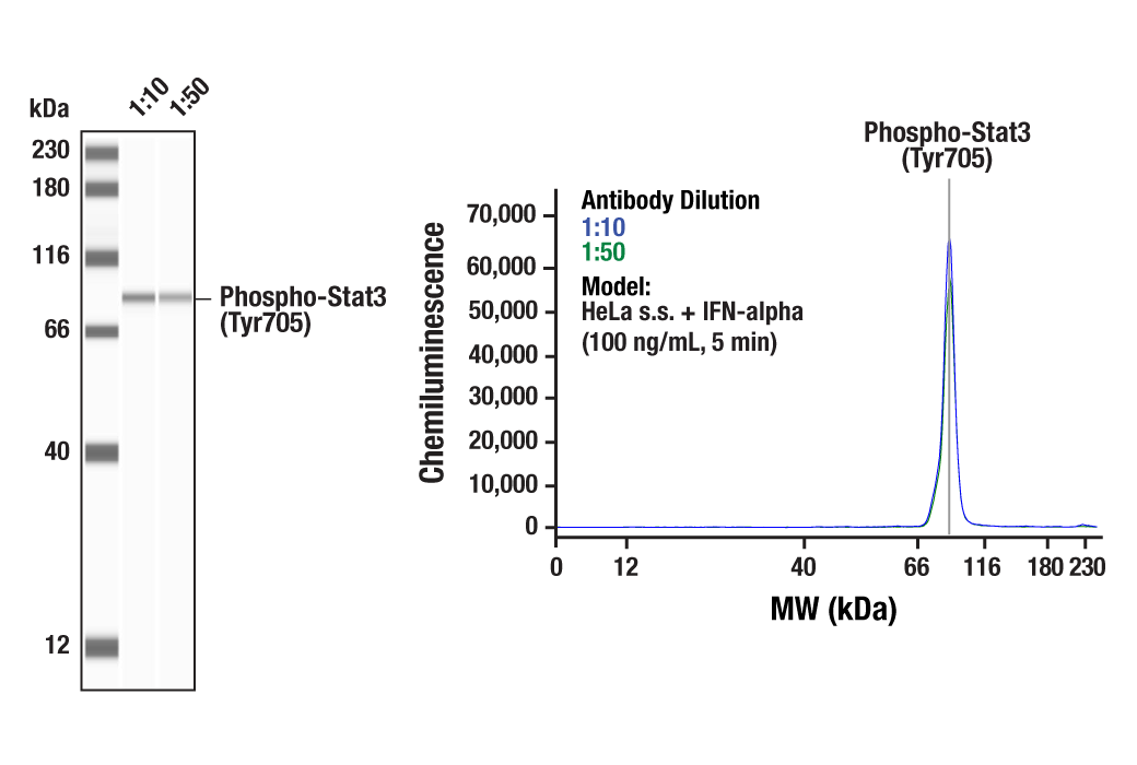  Image 2: PhosphoPlus® Stat3 (Tyr705) Antibody Duet