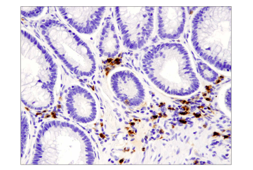 Immunohistochemistry Image 3: IDO (D5J4E™) Rabbit mAb (BSA and Azide Free)