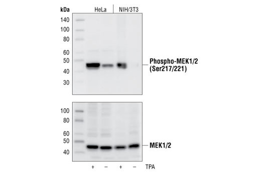  Image 4: PhosphoPlus® MEK1/2 (Ser217/221) Antibody Kit