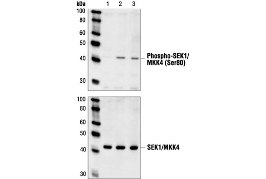 Western Blotting Image 1: Phospho-SEK1/MKK4 (Ser80) Antibody