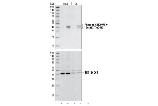 Western Blotting Image 1: Phospho-SEK1/MKK4 (Ser257/Thr261) Antibody