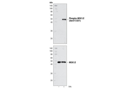  Image 5: PhosphoPlus® MEK1/2 (Ser217/221) Antibody Kit