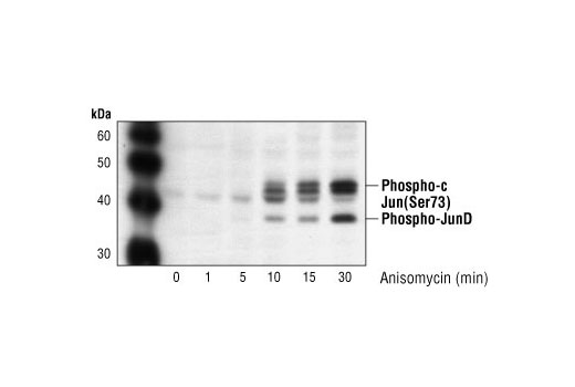 Western Blotting Image 2: Phospho-c-Jun (Ser73) Antibody