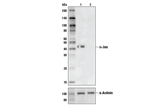  Image 7: PhosphoPlus® c-Jun (Ser63) and c-Jun (Ser73) Antibody Kit