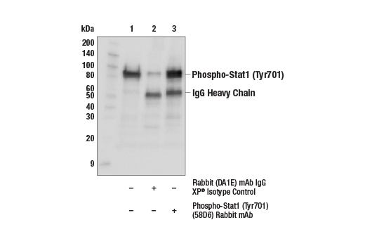 Immunoprecipitation Image 1: Phospho-Stat1 (Tyr701) (58D6) Rabbit mAb