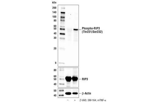 Western Blotting Image 1: Phospho-RIP3 (Thr231/Ser232) (E7S1R) Rabbit mAb
