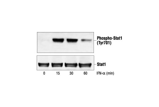  Image 8: PhosphoPlus® Stat1 (Tyr701) Antibody Kit