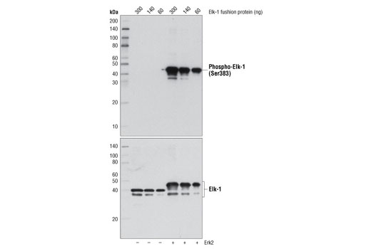 Western Blotting Image 1: Elk-1 Control Proteins