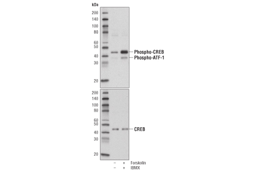  Image 5: PhosphoPlus® CREB (Ser133) Antibody Kit