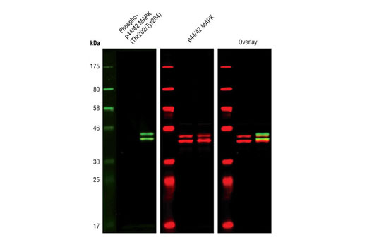  Image 9: PhosphoPlus® p44/42 MAPK (Erk1/2) (Thr202/Tyr204) Antibody Kit