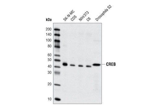  Image 3: PhosphoPlus® CREB (Ser133) Antibody Duet