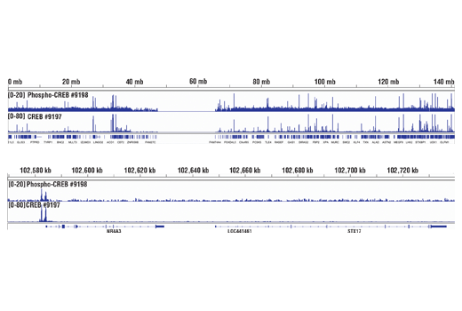 Chromatin Immunoprecipitation Image 2: Phospho-CREB (Ser133) (87G3) Rabbit mAb