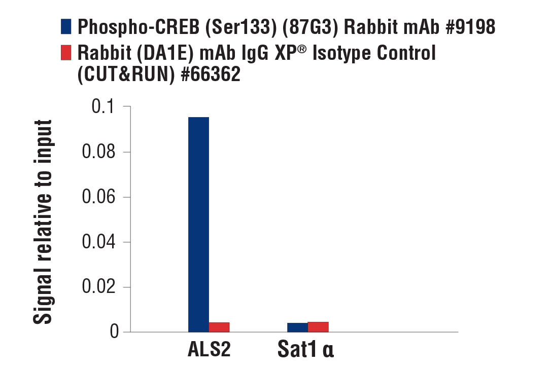 CUT and RUN Image 3: Phospho-CREB (Ser133) (87G3) Rabbit mAb