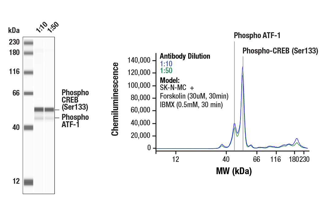  Image 2: PhosphoPlus® CREB (Ser133) Antibody Kit