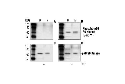 Western Blotting Image 1: Phospho-p70 S6 Kinase (Ser371) Antibody