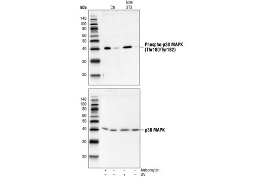 Western Blotting Image 1: Phospho-p38 MAPK (Thr180/Tyr182) Antibody