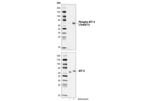  Image 4: PhosphoPlus® ATF-2 (Thr71) Antibody Kit