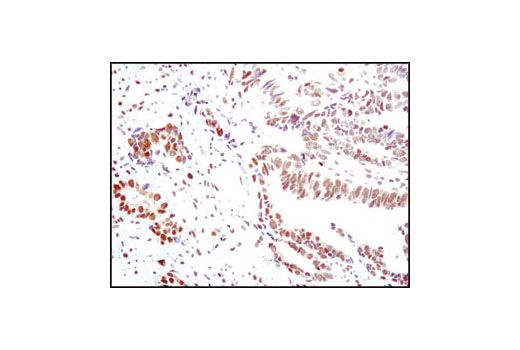 Immunohistochemistry Image 1: Phospho-ATF-2 (Thr69/71) Antibody