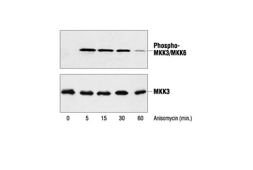 Western Blotting Image 1: Phospho-MKK3 (Ser189)/MKK6 (Ser207) Antibody
