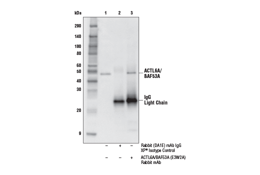 Immunoprecipitation Image 1: ACTL6A/BAF53A (E3W2A) Rabbit mAb