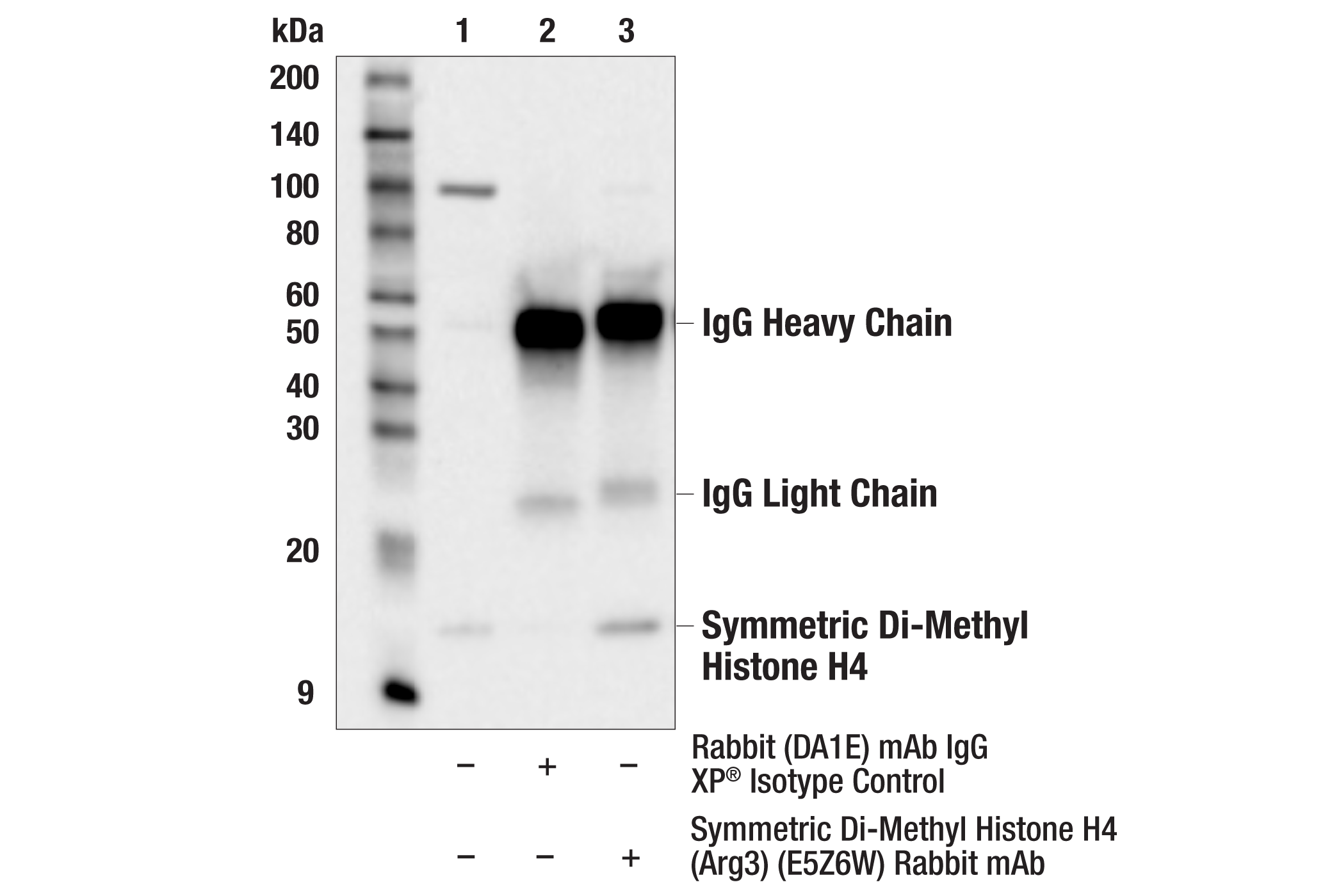 Immunoprecipitation Image 1: Symmetric Di-Methyl Histone H4 (Arg3) (E5Z6W) Rabbit mAb
