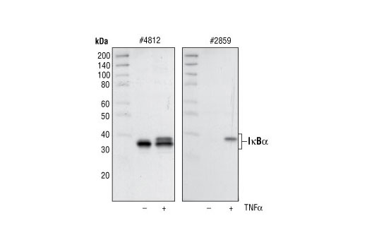  Image 7: PhosphoPlus® IκBα (Ser32/36) Antibody Kit