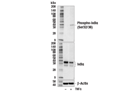  Image 5: PhosphoPlus® IκBα (Ser32/36) Antibody Kit