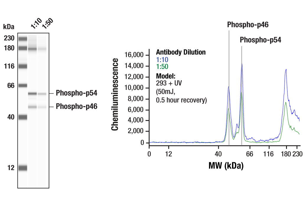  Image 1: PhosphoPlus® SAPK/JNK (Thr183/Tyr185) Antibody Kit