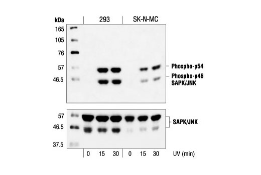  Image 4: PhosphoPlus® SAPK/JNK (Thr183/Tyr185) Antibody Duet