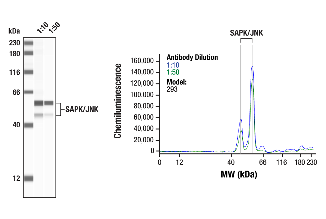  Image 2: PhosphoPlus® SAPK/JNK (Thr183/Tyr185) Antibody Duet